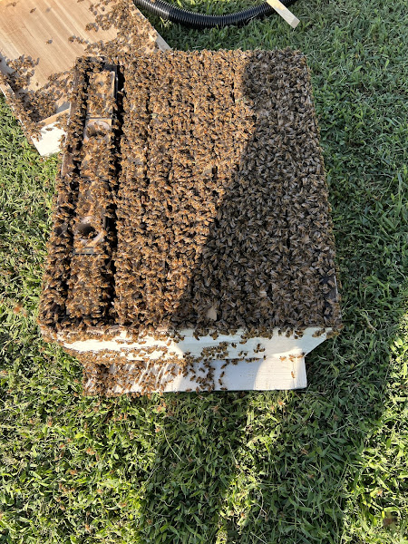 Ozark Bee Barn photo 4