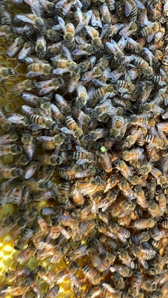 Ozark Bee Barn photo 5