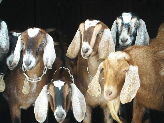 Buffalo Creek Farm and Creamery, LLC