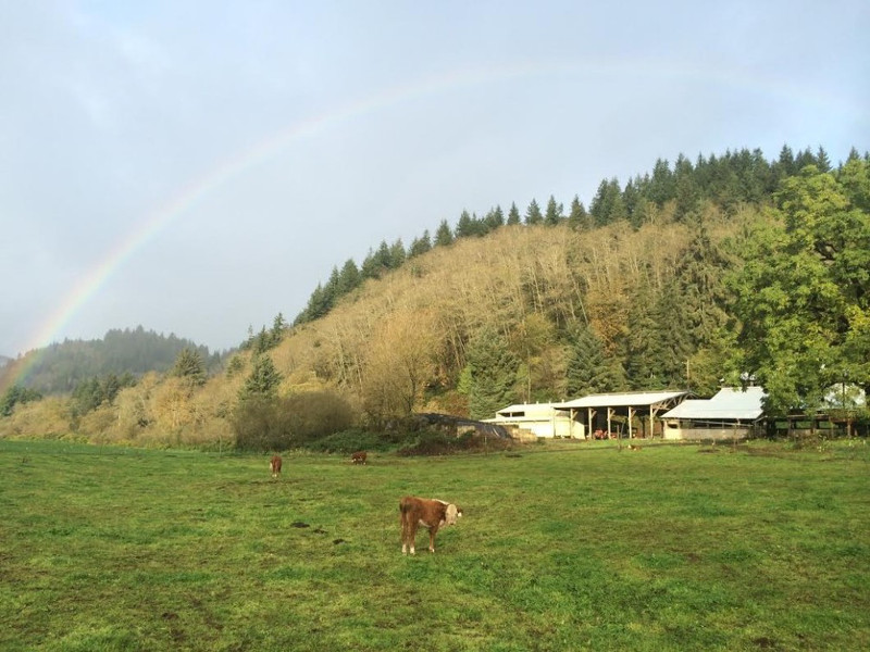 Meadow Harvest Grass Fed Beef