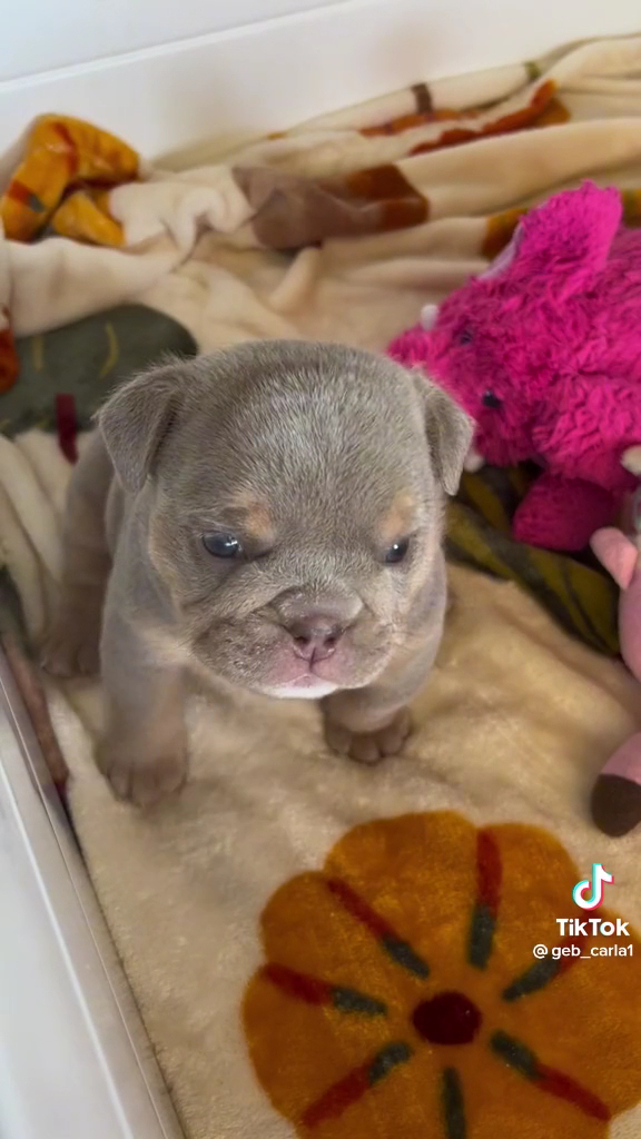 Milan Farmers' Market photo 4