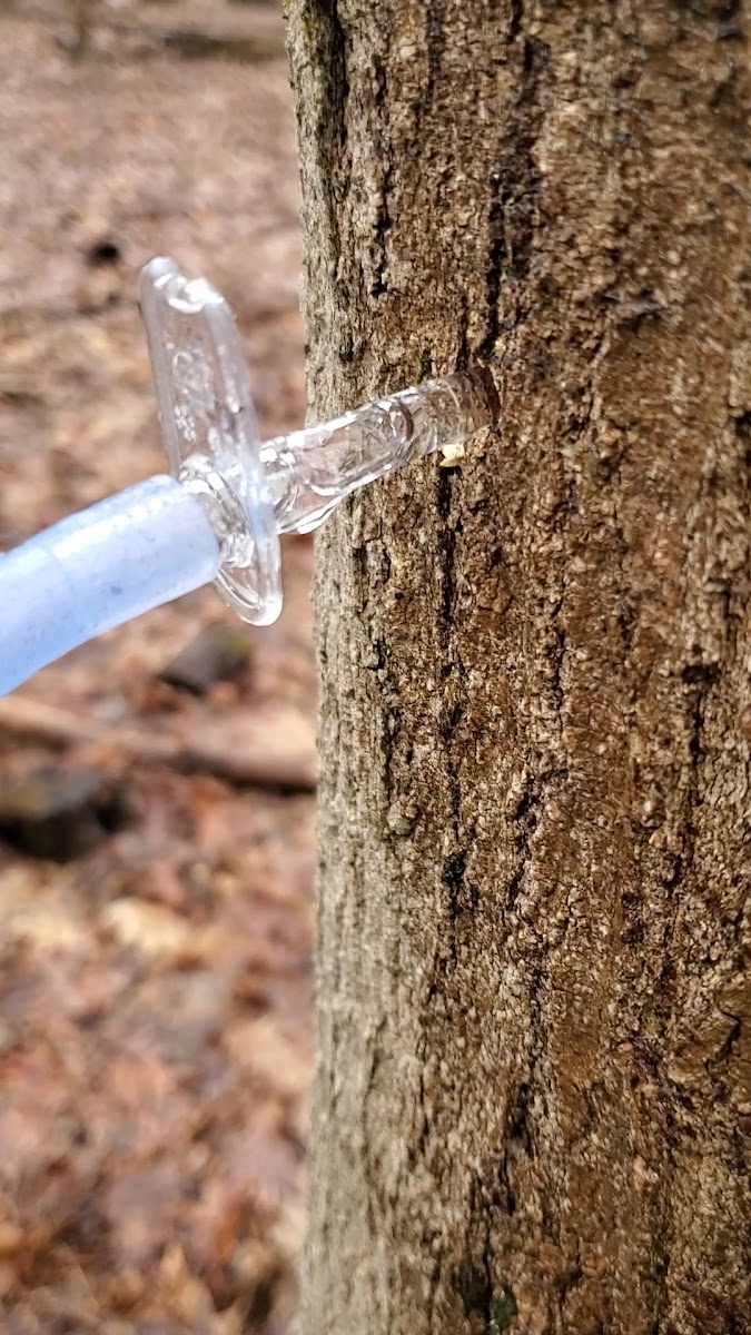 Goodell Family Farm photo 23