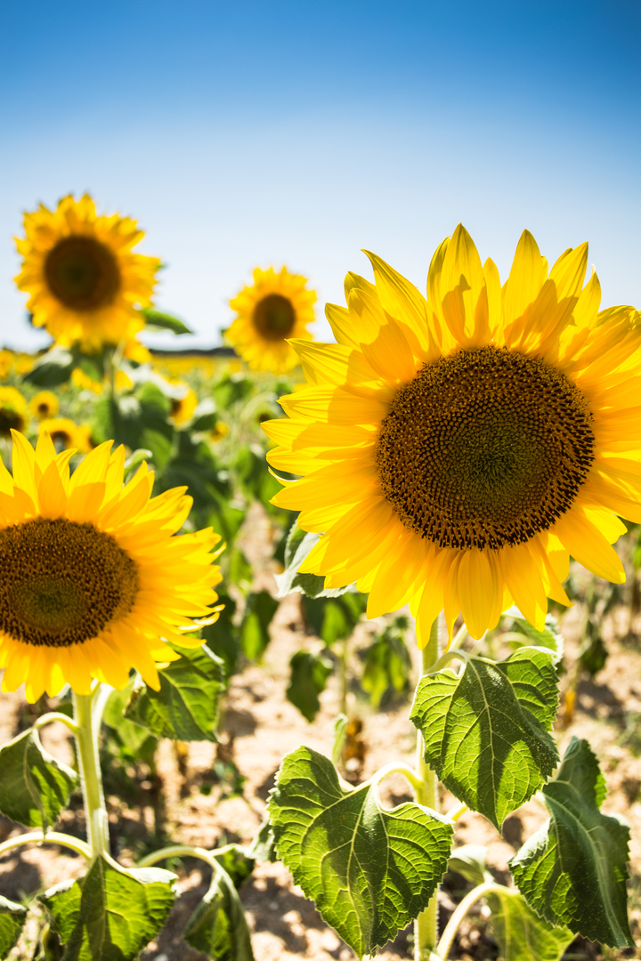 Ox Hollow Farm Store