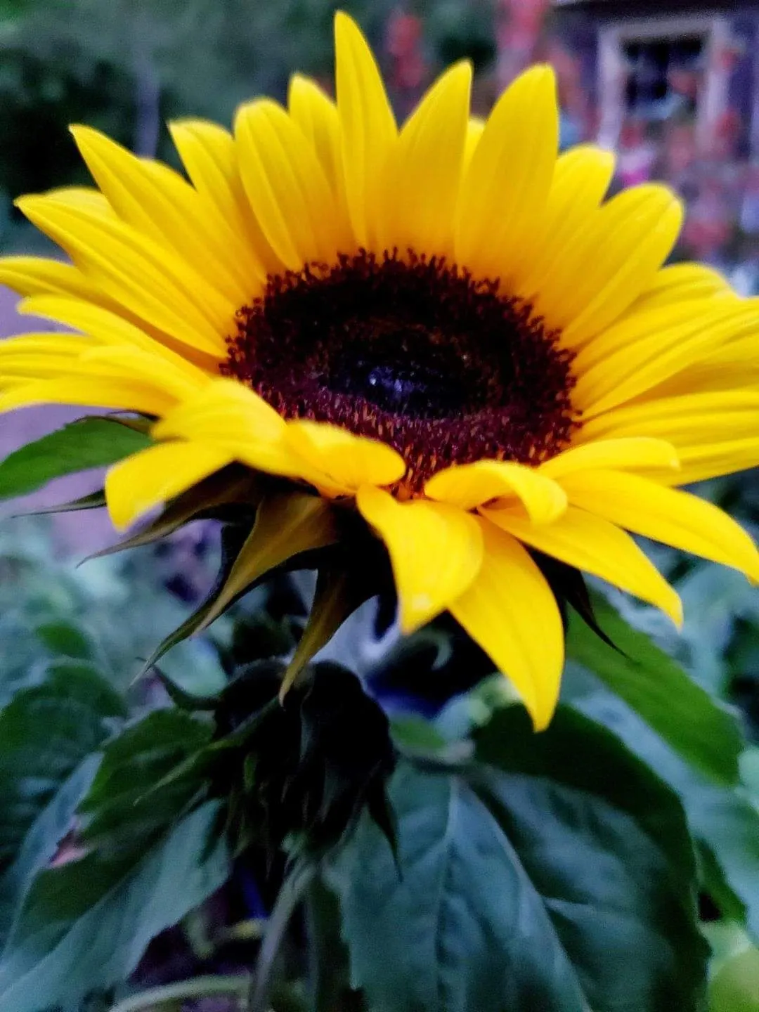 Otis Farmer's Market