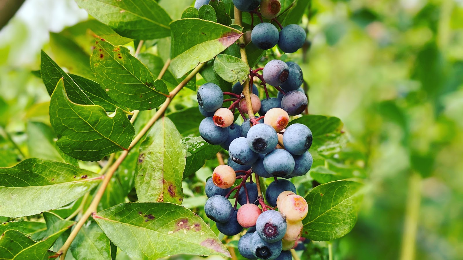 Cedar Grove Blueberry Farm & Culture Kitchen Farm Stand photo 2