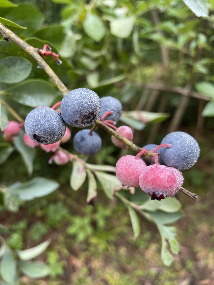 Cedar Grove Blueberry Farm & Culture Kitchen Farm Stand photo 3