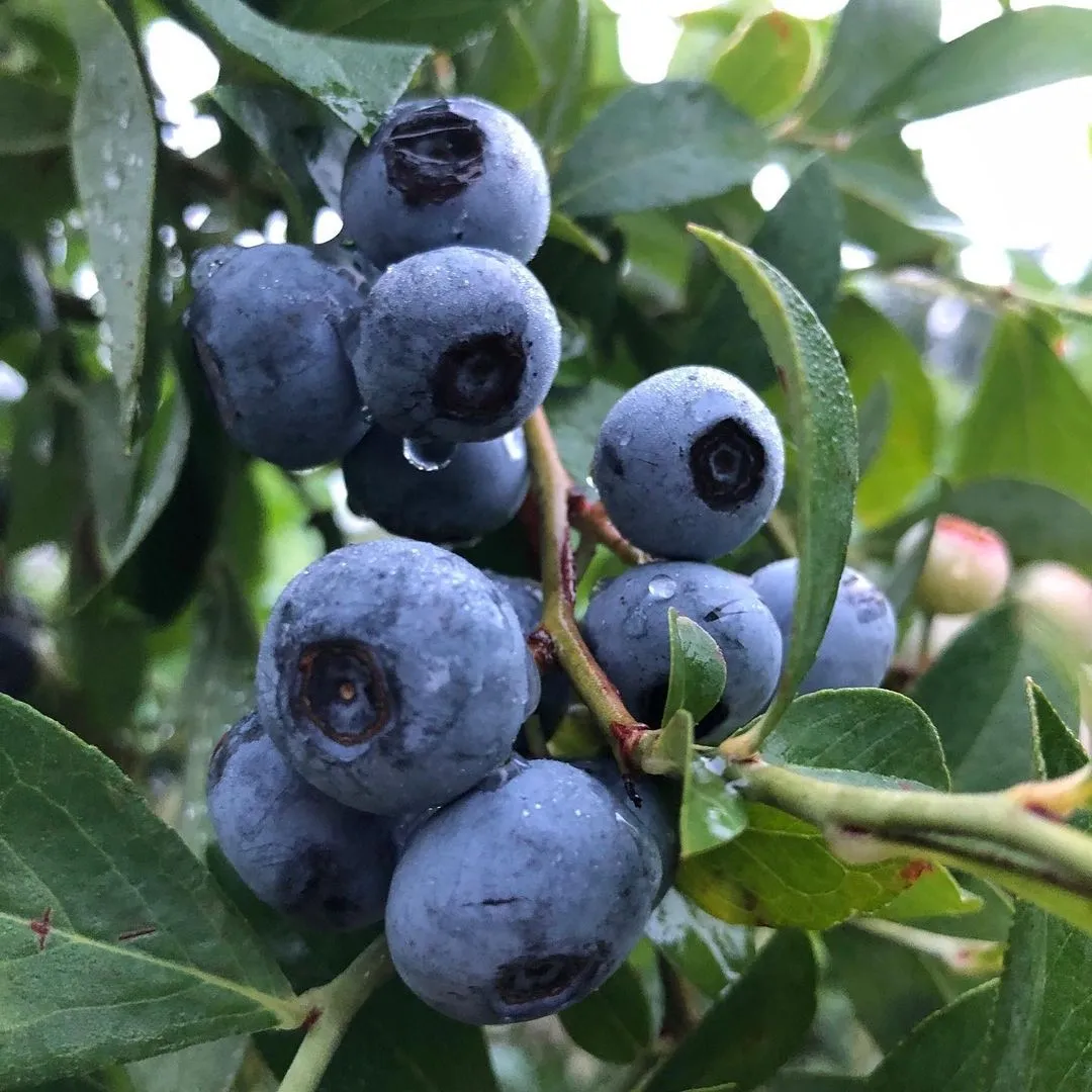 Cedar Grove Blueberry Farm & Culture Kitchen Farm Stand