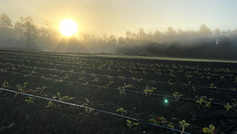 Lively Grove Farms photo 28