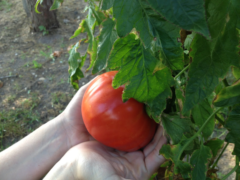 Back To Natural Farm