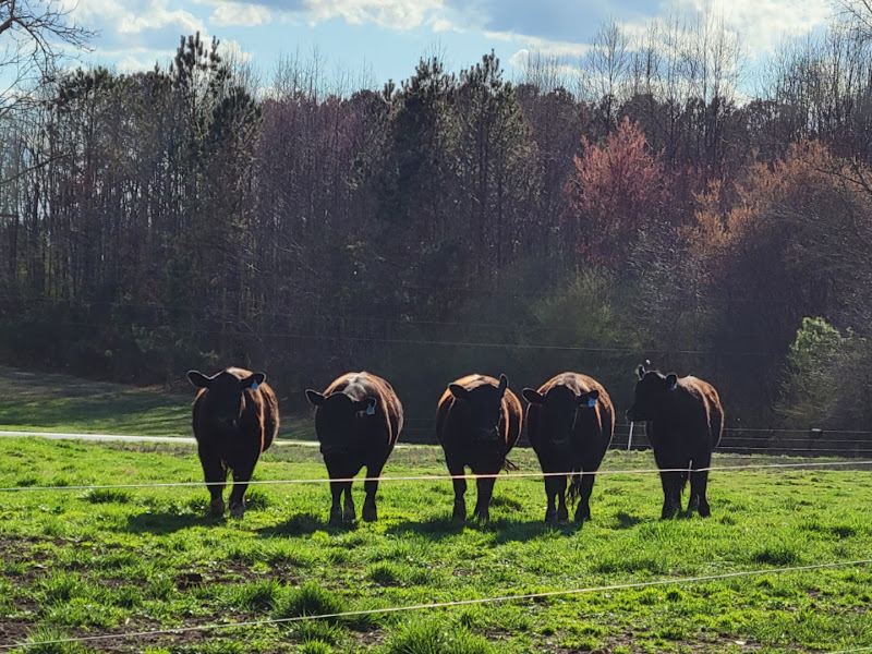 Hilltop Angus Grass Fed Beef