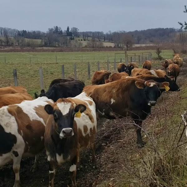 Prigel Family Creamery photo 2