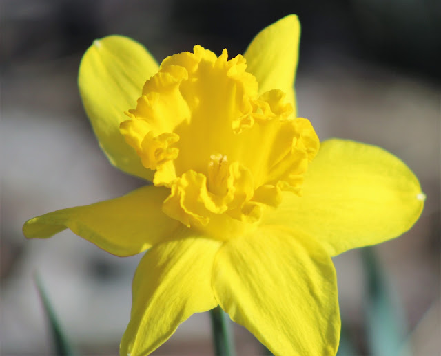 Lockwood Lavender Farm