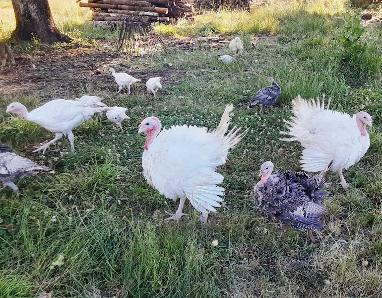 Little Fall Creek Farm