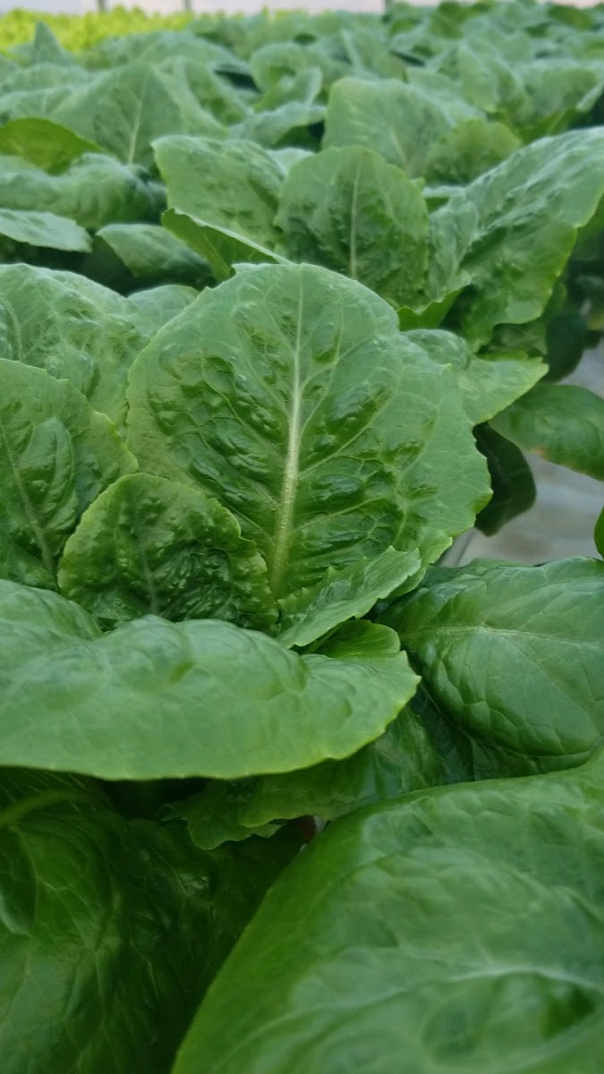 Anders Family Farms, LLC photo 12