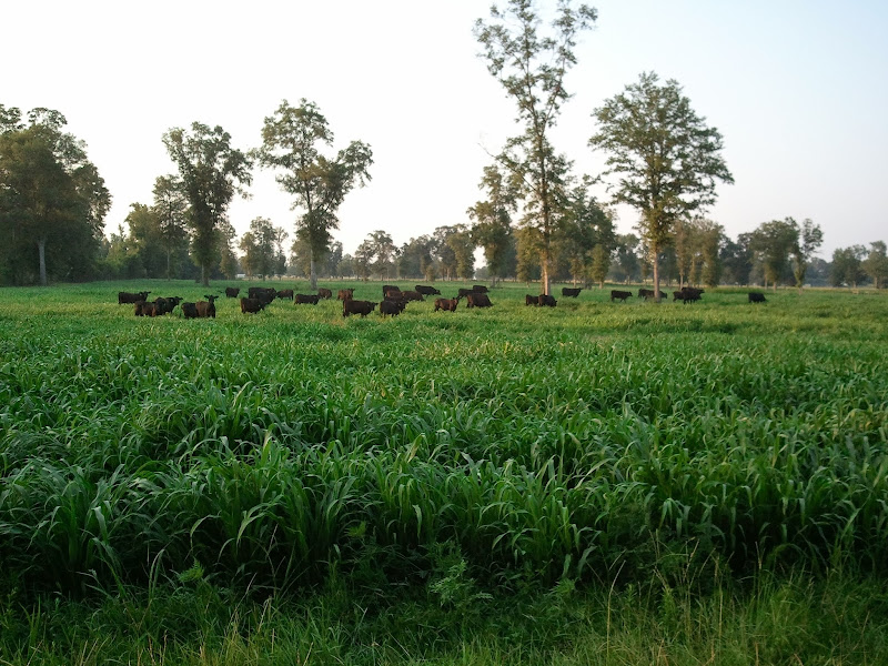 Stonnington Farm photo 2