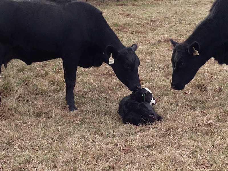 Stonnington Farm photo 4