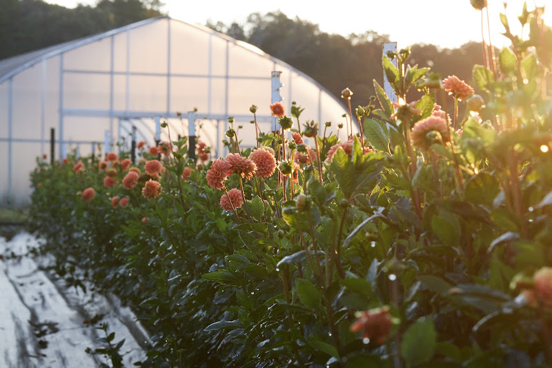 Sweet Greens Farm photo 2