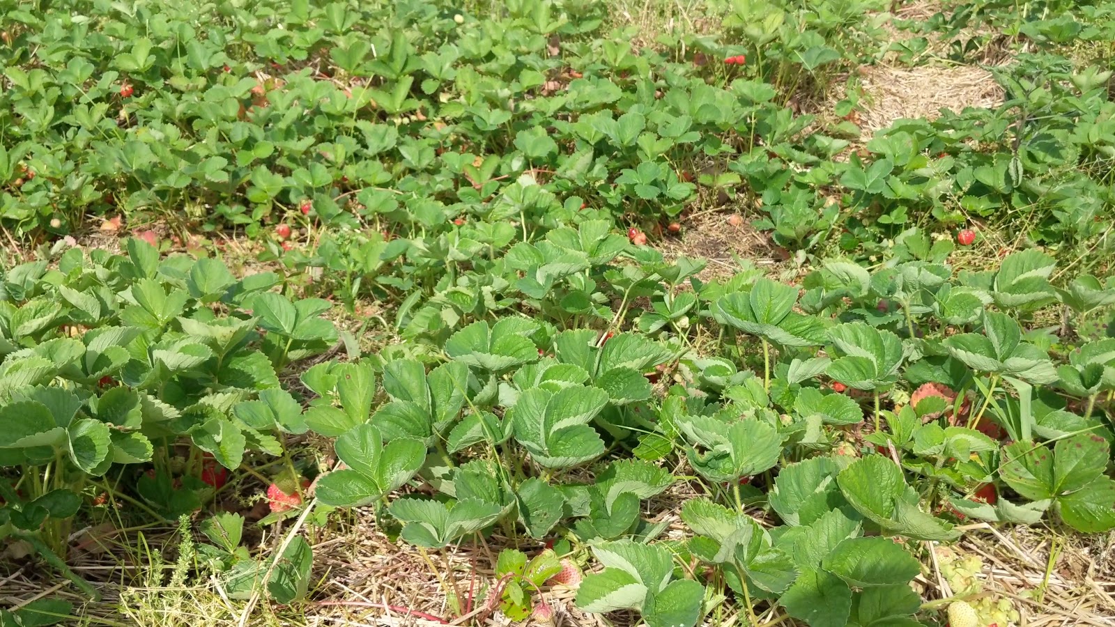 Doran's Farm Market photo 3
