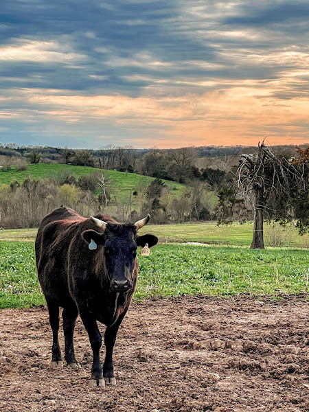 Show Me Grass-Fed photo 3