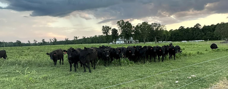 Wheat Swamp Angus