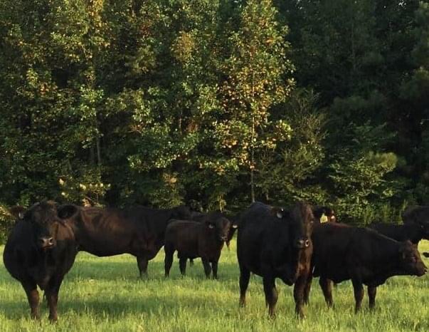 Wheat Swamp Angus photo 2
