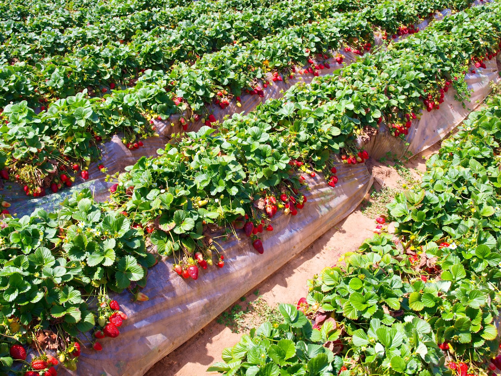 King's Farm Market photo 5