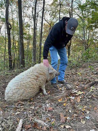 Dark Hollow Farm and Ranch photo 11