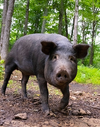 Dark Hollow Farm and Ranch photo 10