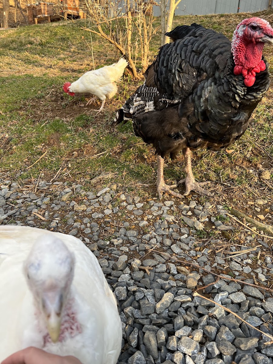 Dark Hollow Farm and Ranch photo 3