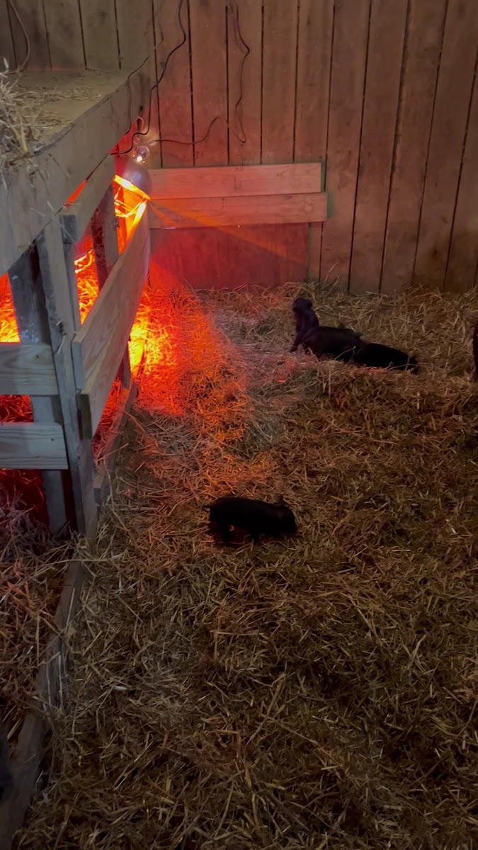 Dark Hollow Farm and Ranch photo 4