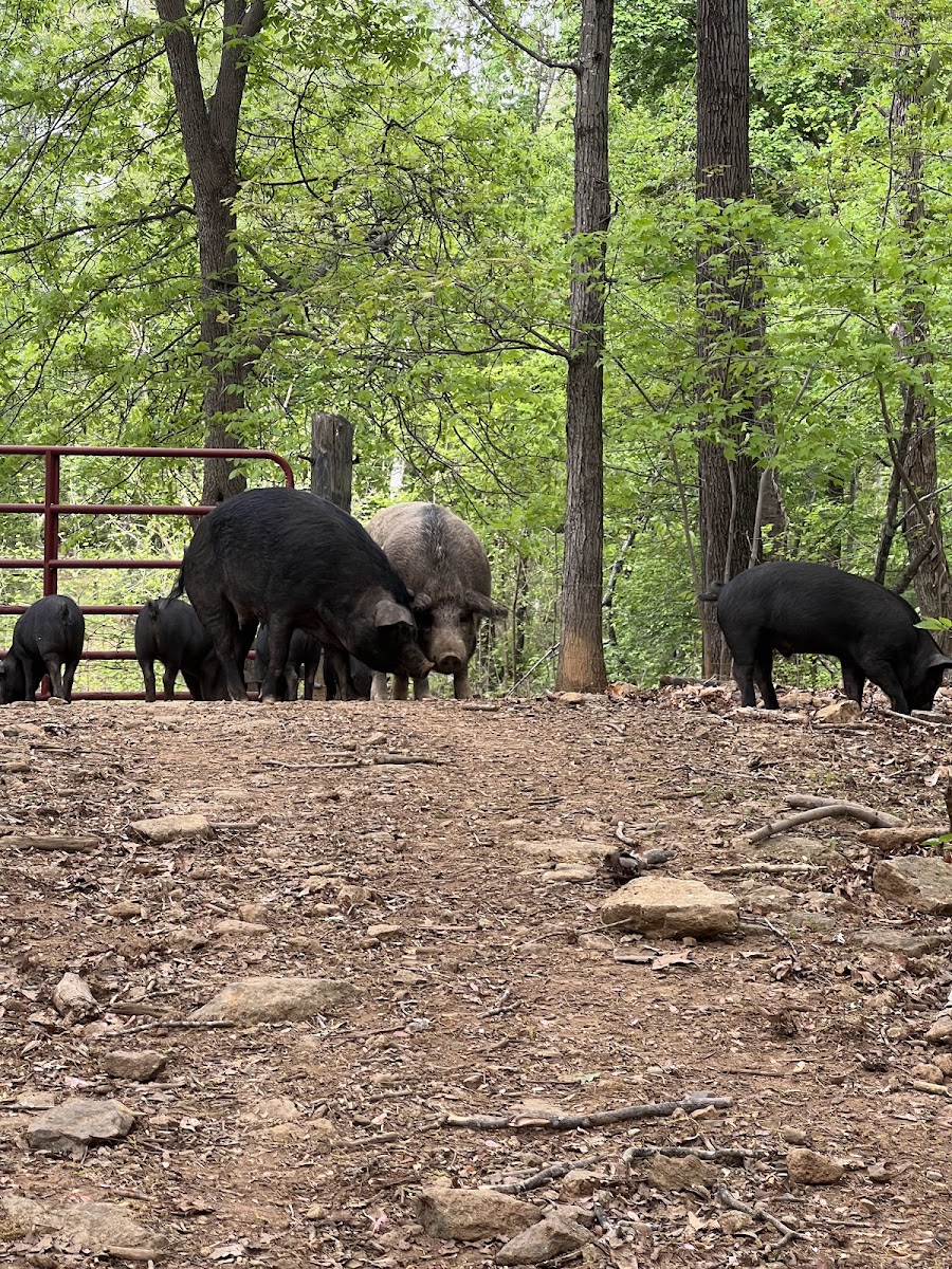 Dark Hollow Farm and Ranch photo 6