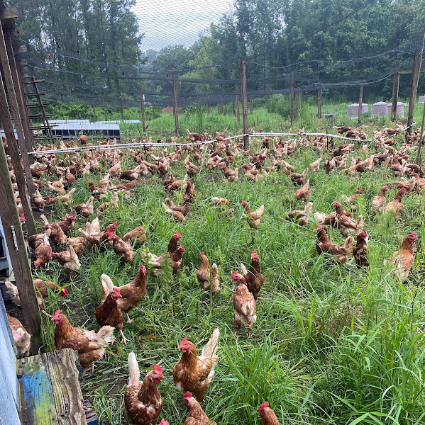 Storey Farms