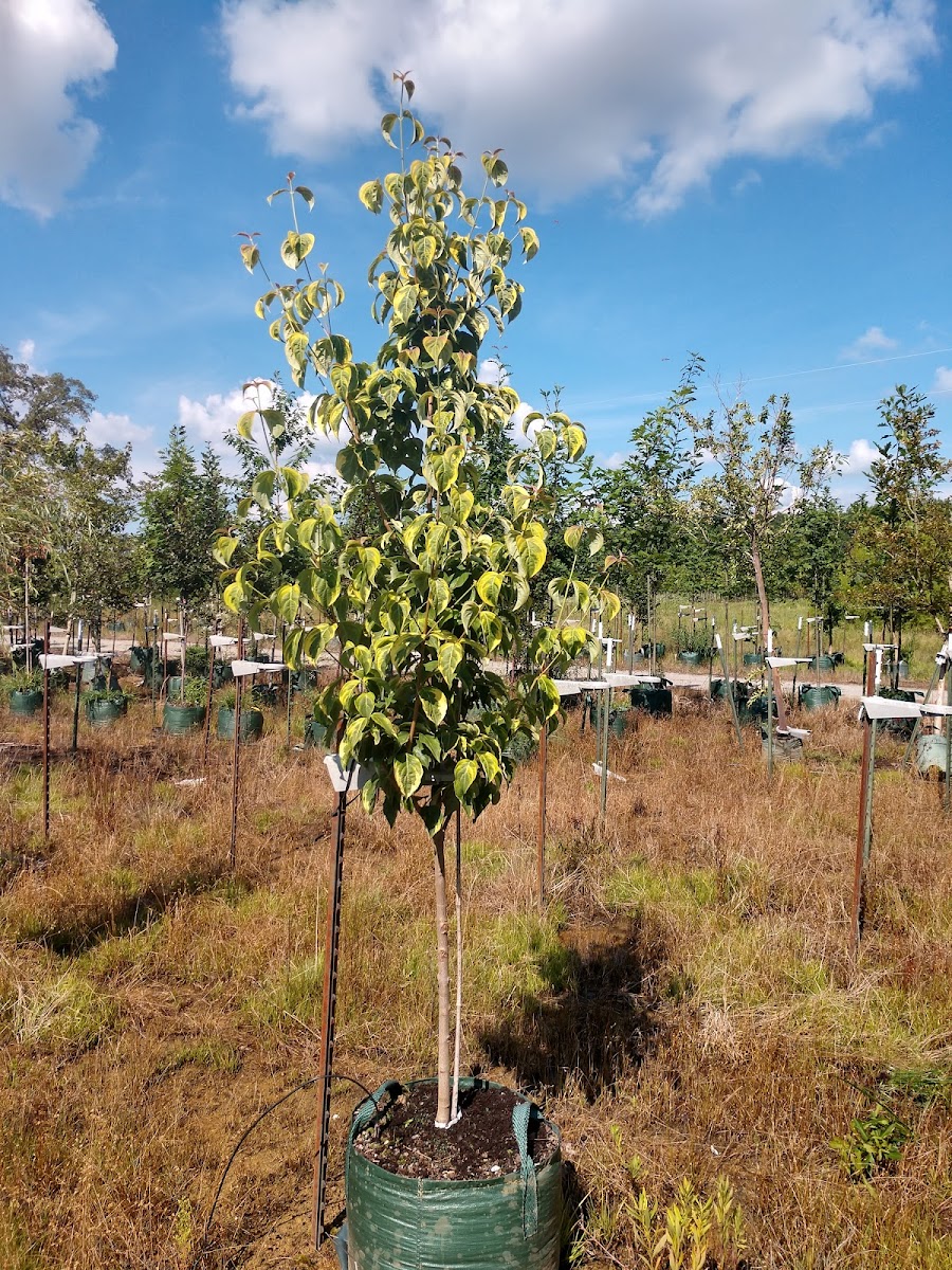 Hernandez Farms photo 4