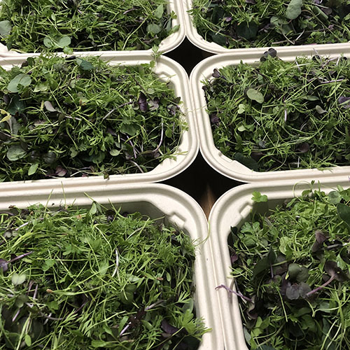 Harpke Family Farm, LLC