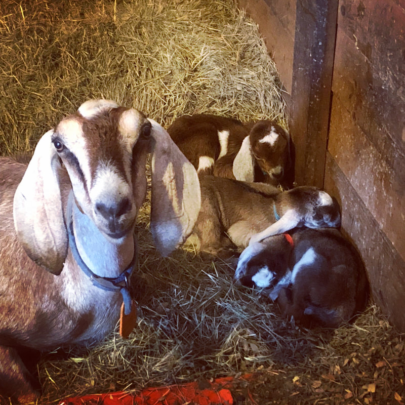Hardwicke Farms photo 16