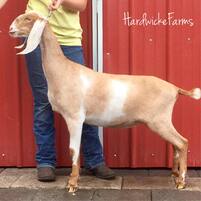 Hardwicke Farms photo 21