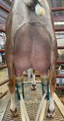 Hardwicke Farms photo 24