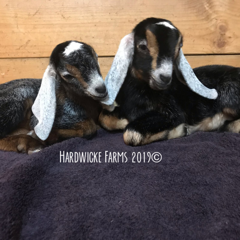 Hardwicke Farms photo 8