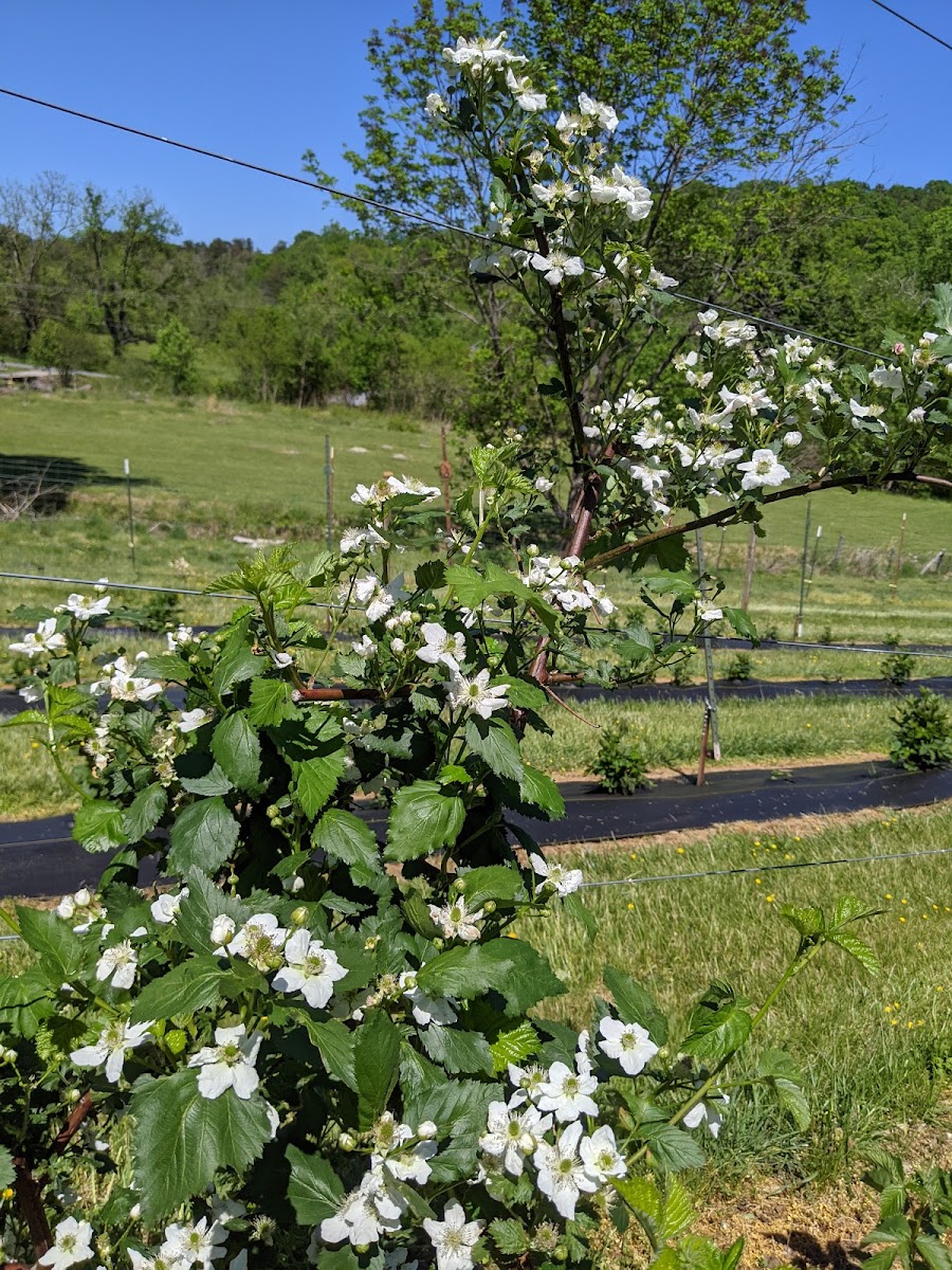 The Elliana Rose Blackberry Farm photo 3