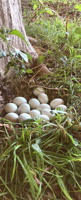 Arrandale Farms photo 7