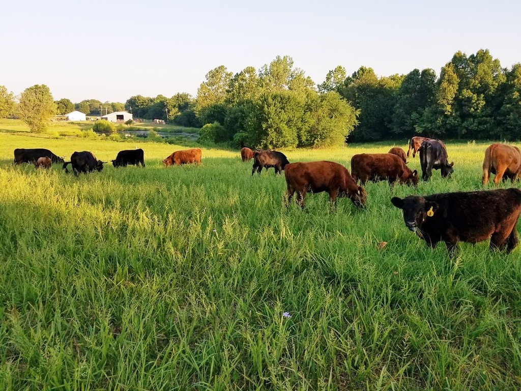 Black Cat Barnyard LLC