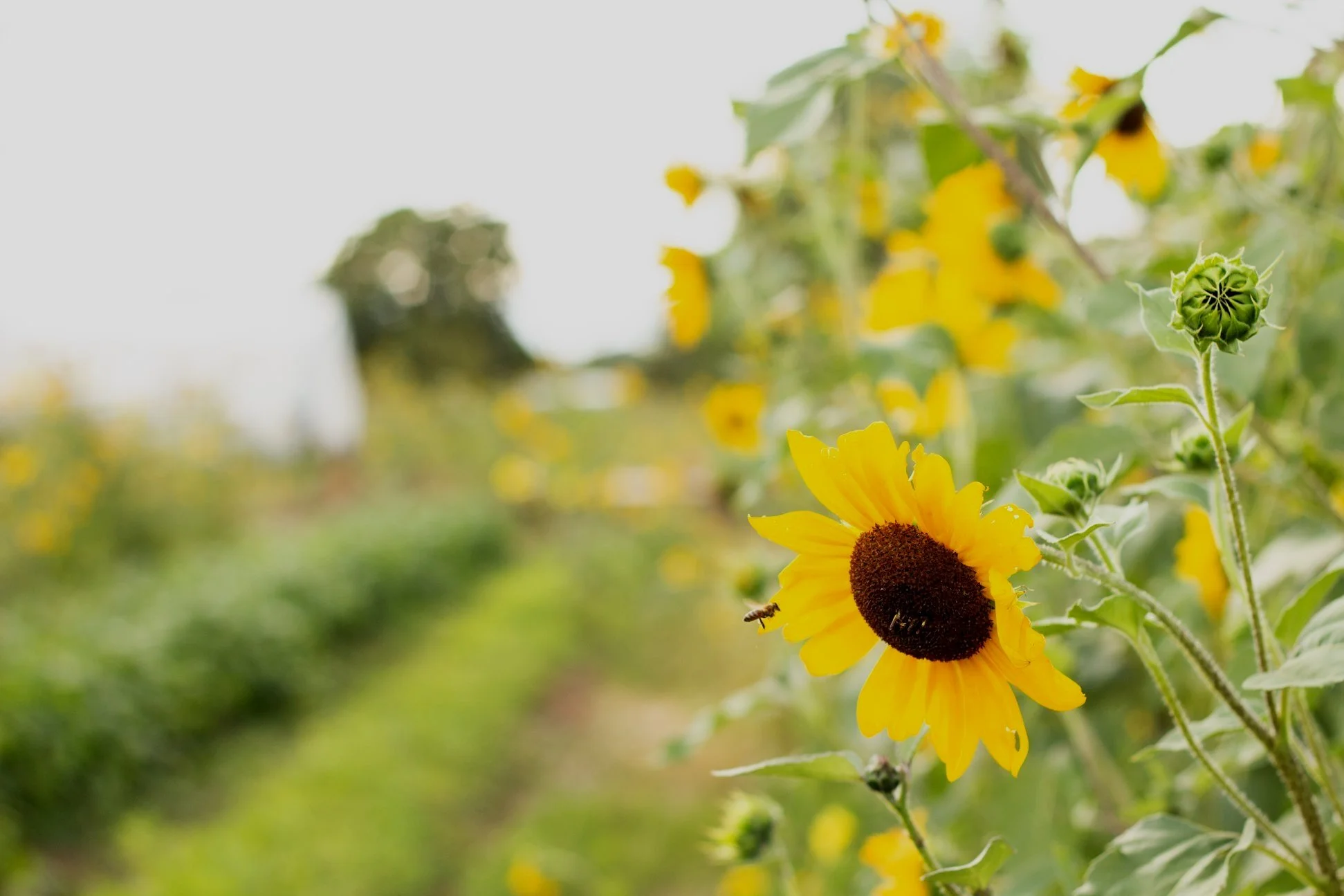 Farm at Jack's Solar Garden, by Sprout City Farms