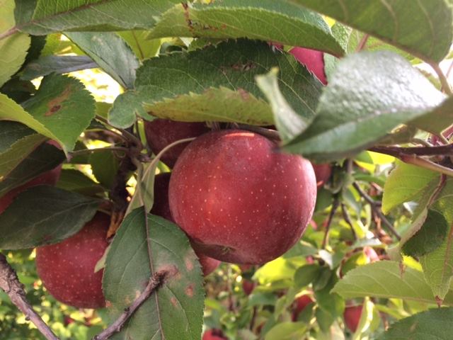 Marker Miller Orchards Farm Market and Bakery photo 6