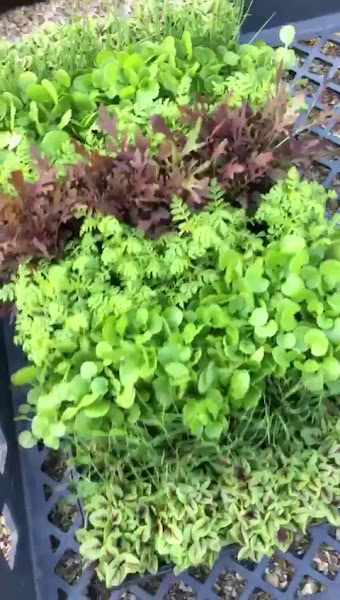 GYO GREENS Farms, Inc