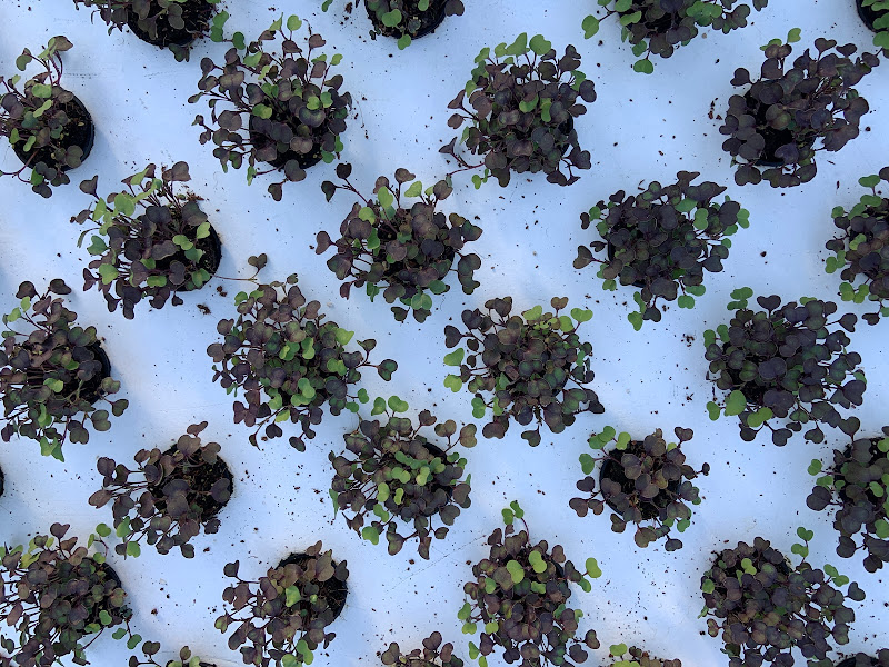 GYO GREENS Farms, Inc photo 2