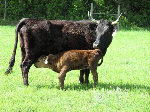 Heritage Cattle photo 2