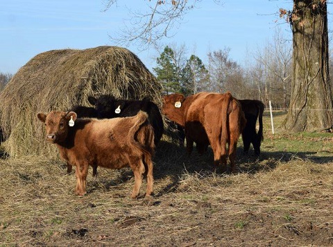 Heritage Cattle photo 3