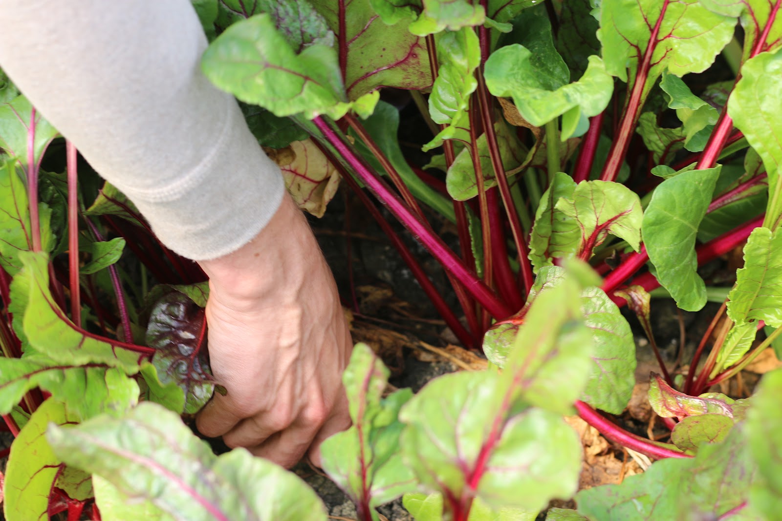 Naturally Grown Farms
