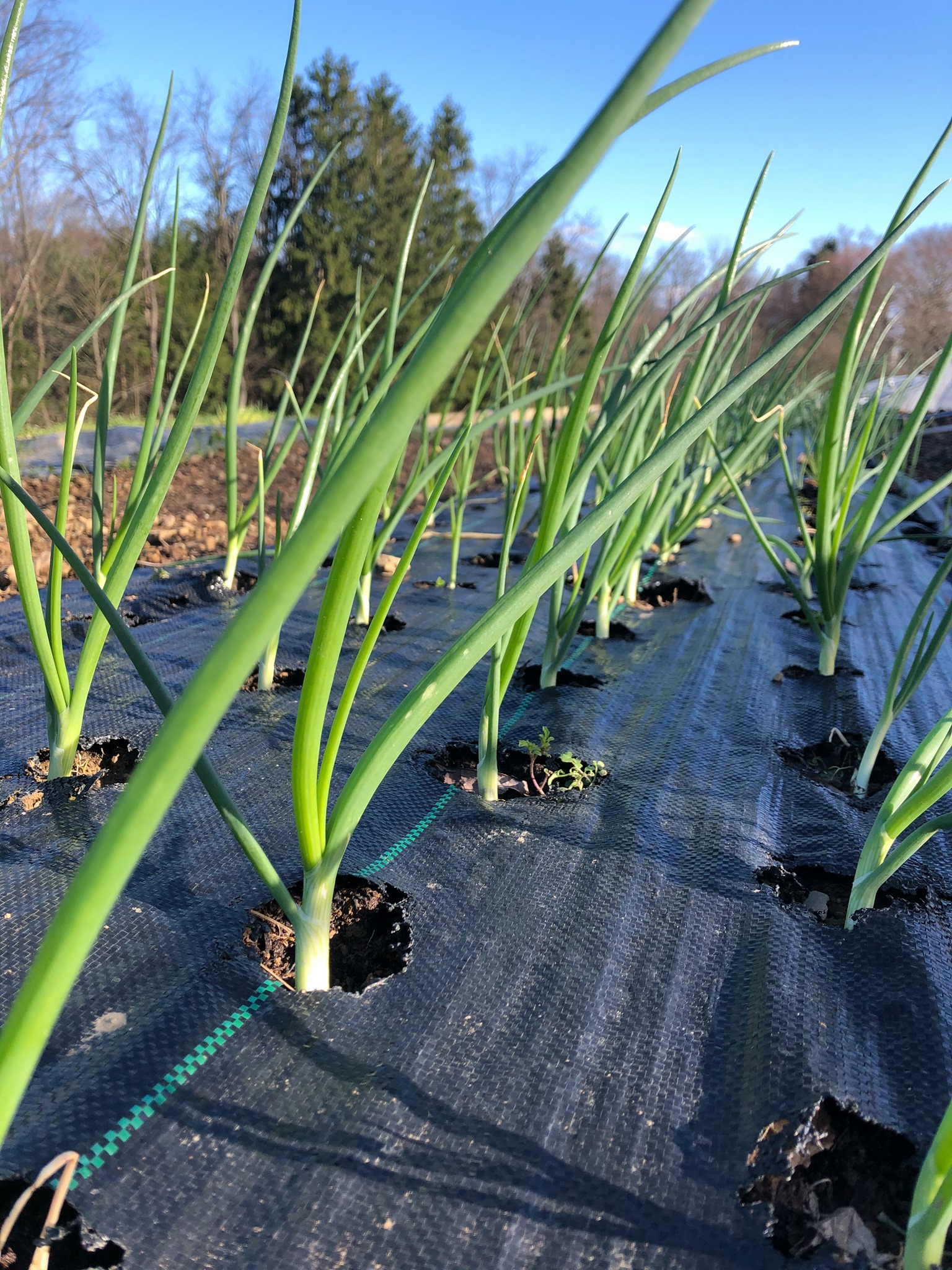 Sweetwater Farms