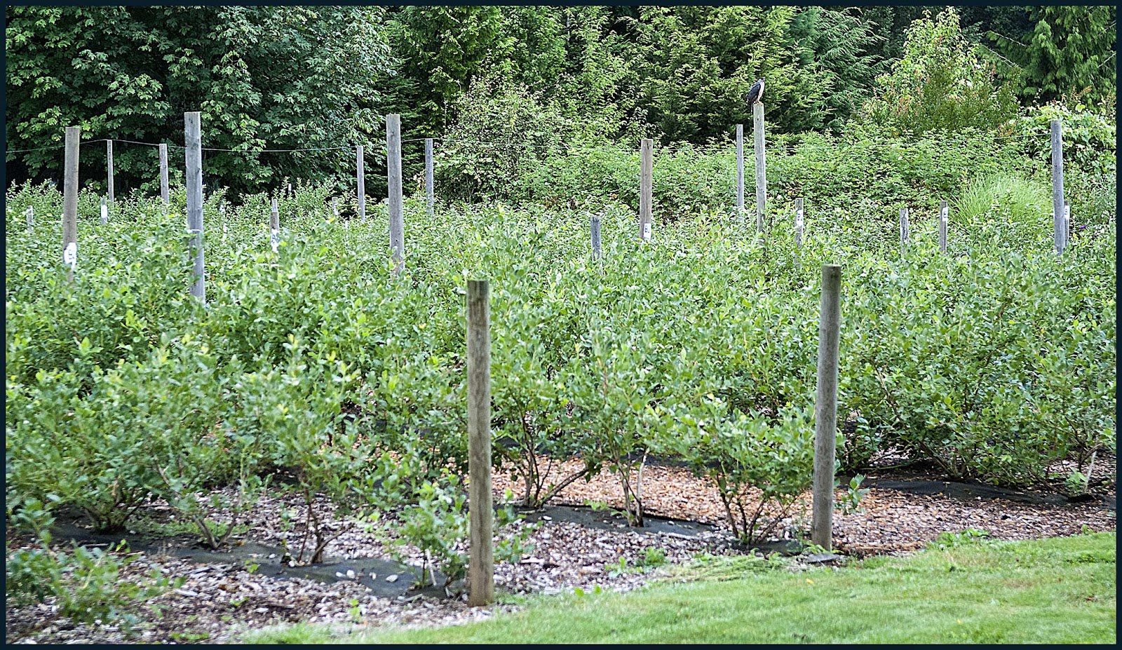 Morrow's BlueBerry Patch photo 3